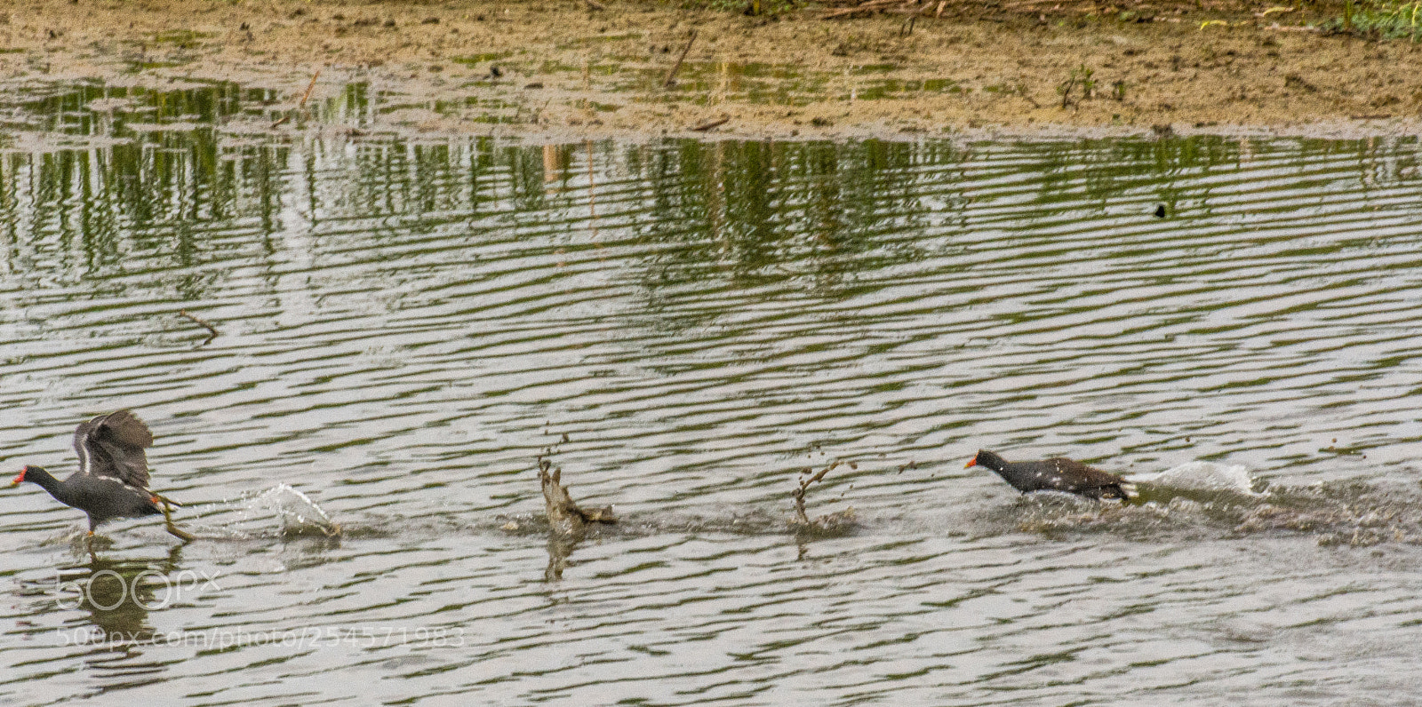 Nikon D7100 sample photo. Marsh birds playing chase photography