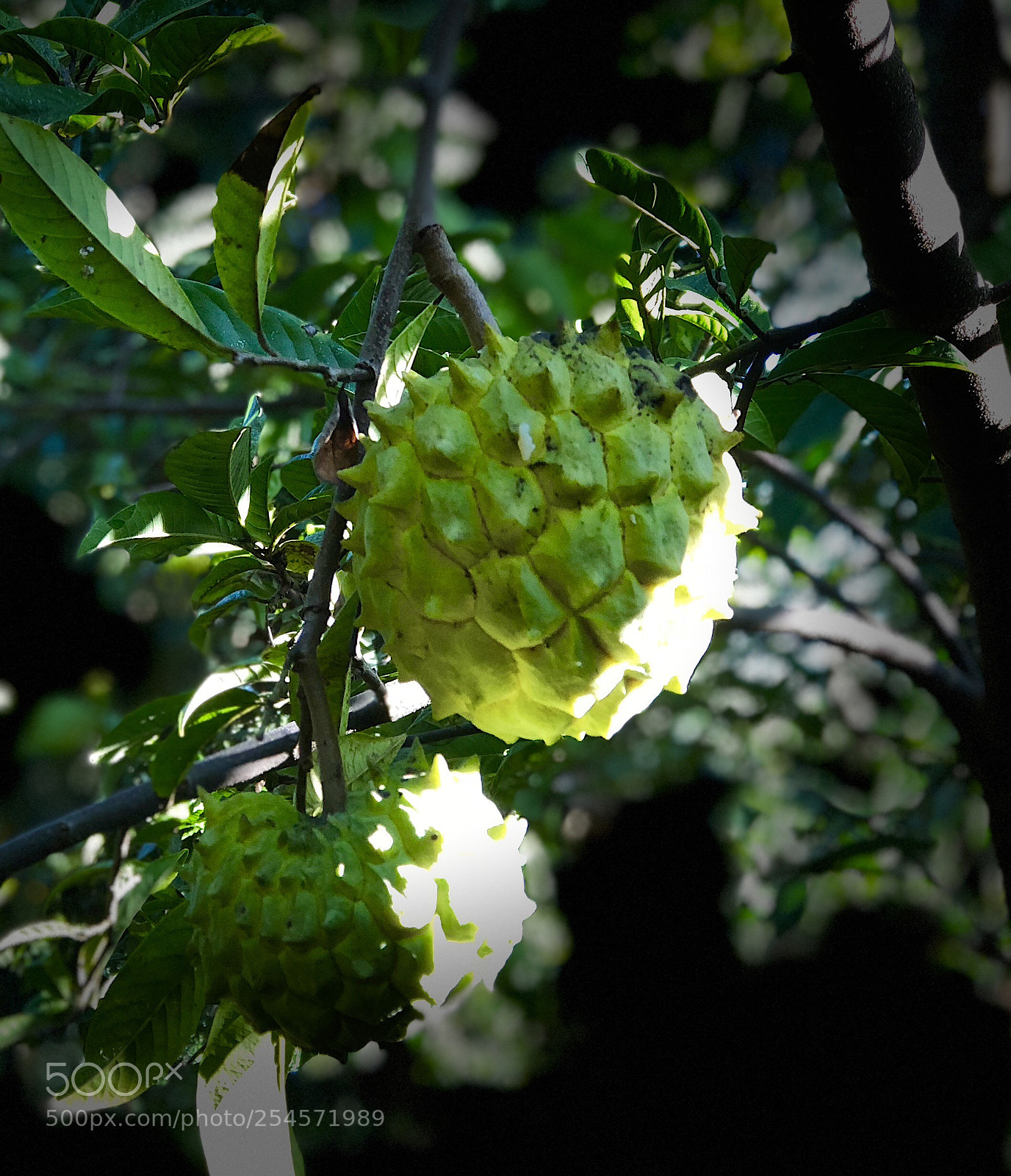 Apple iPhone 8 Plus sample photo. The fruit  photography