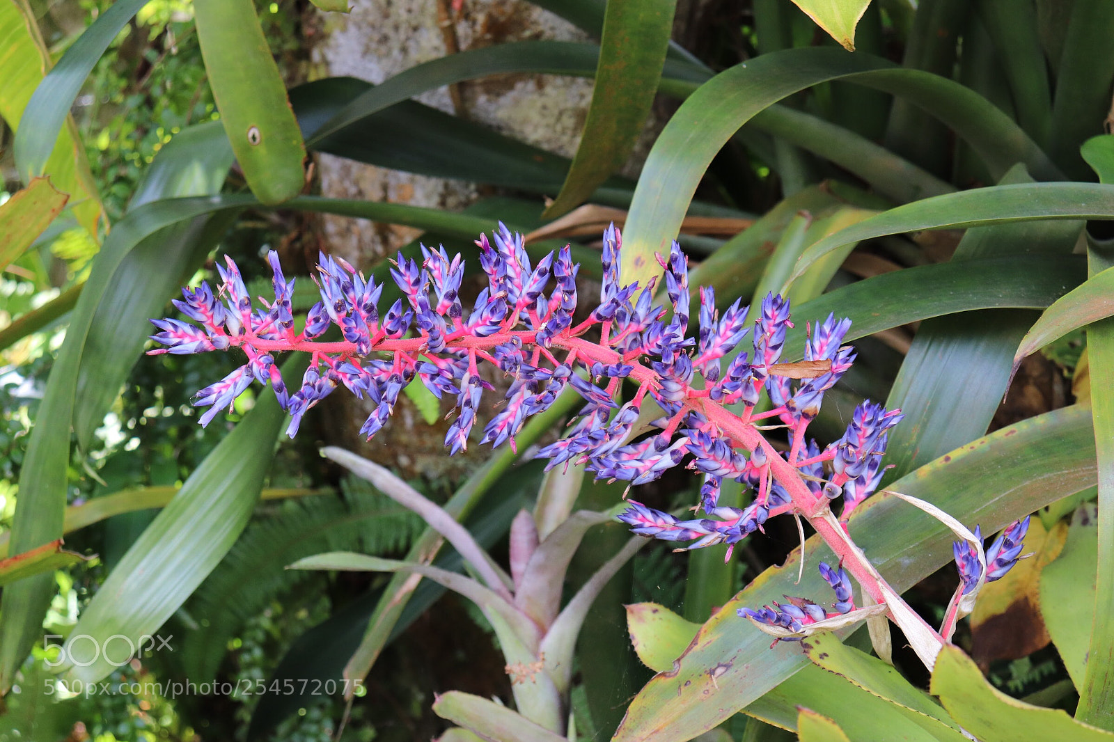 Canon EOS 800D (EOS Rebel T7i / EOS Kiss X9i) sample photo. Purple flower  photography