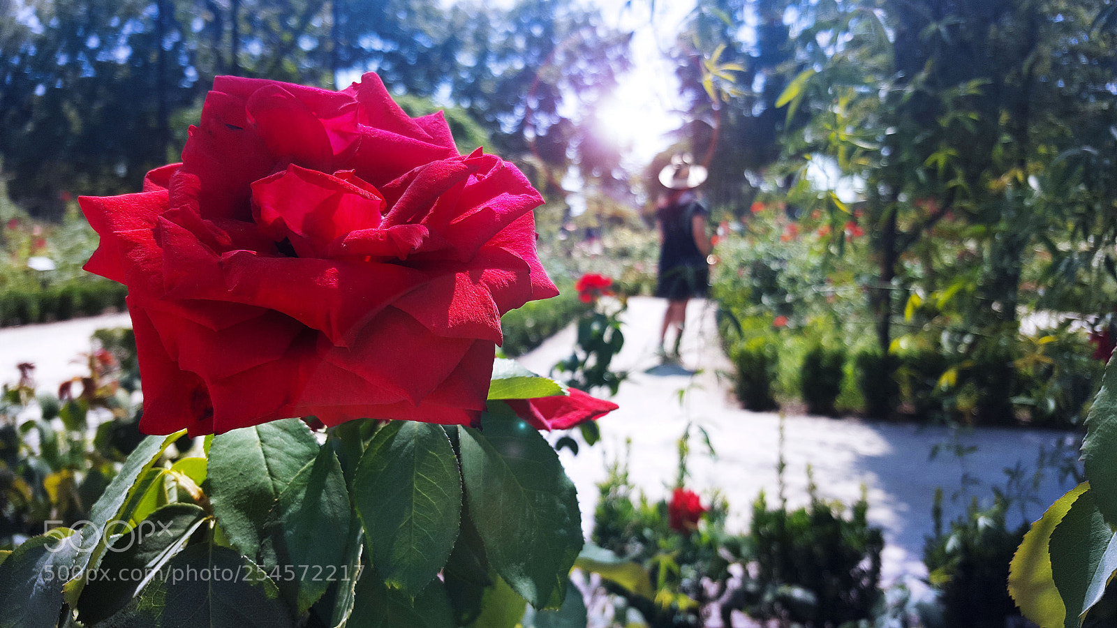 Samsung Galaxy S6 sample photo. Alice in the roses photography