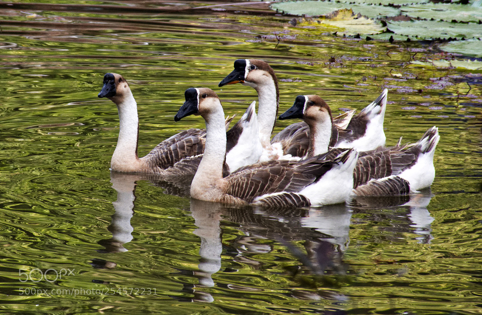 Nikon D7200 sample photo. Five tails and only photography