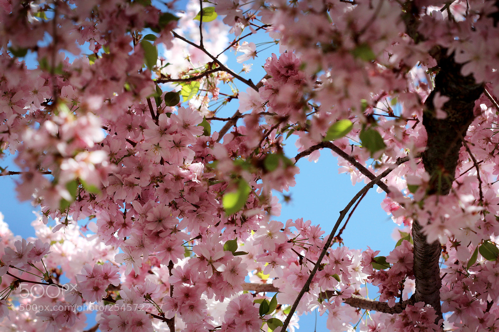 Canon EOS 600D (Rebel EOS T3i / EOS Kiss X5) sample photo. Spring blossom photography