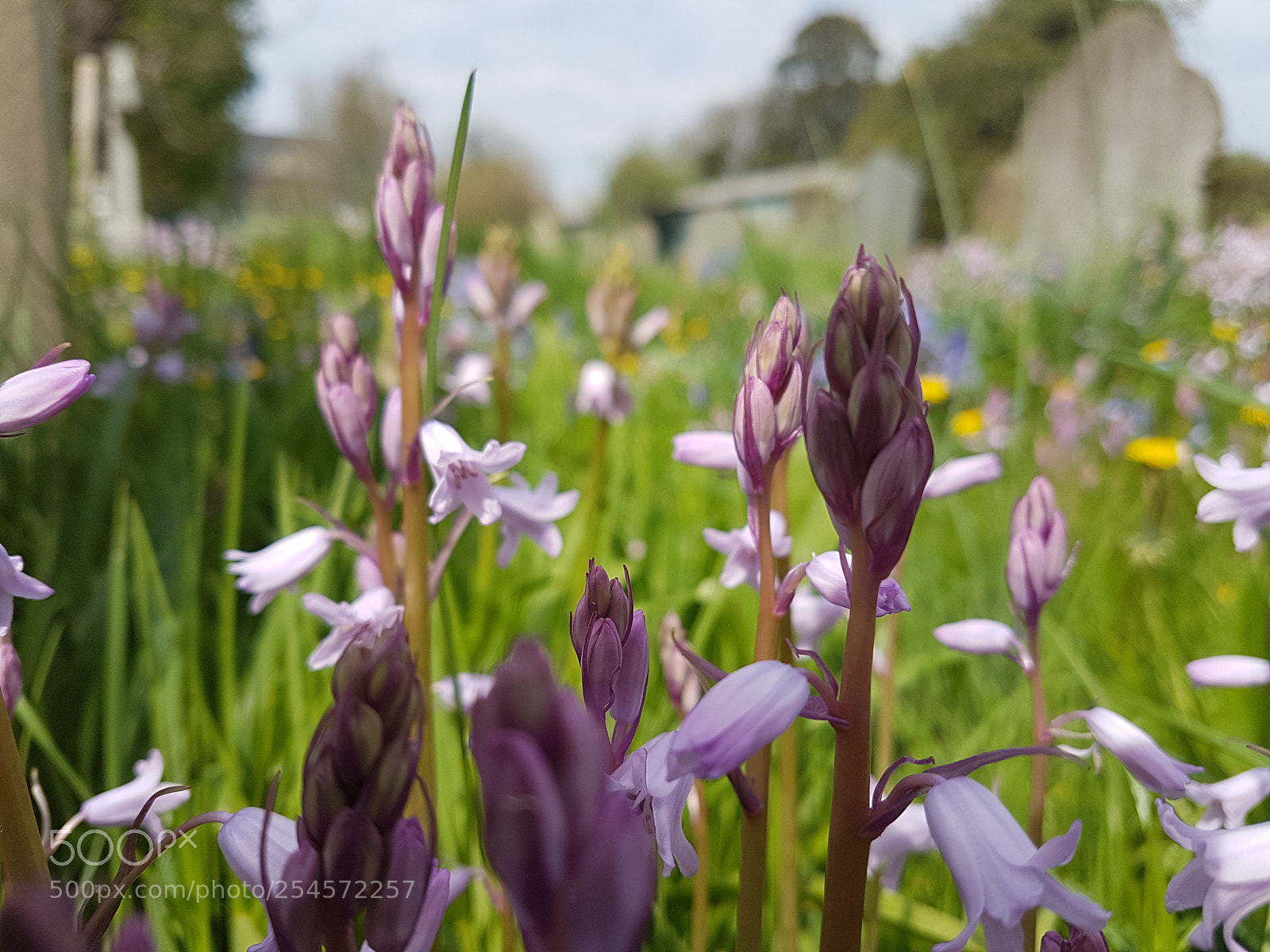 Samsung Galaxy S7 sample photo. Blue-bells photography