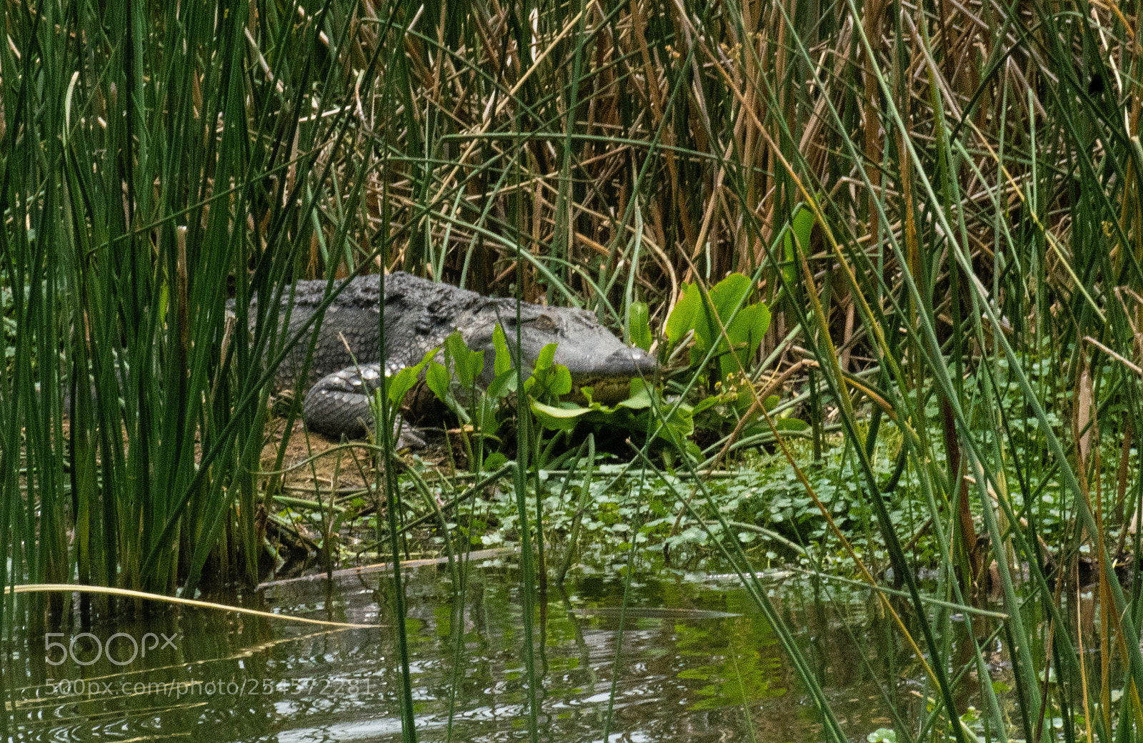 Nikon D7100 sample photo. Big old gator just photography