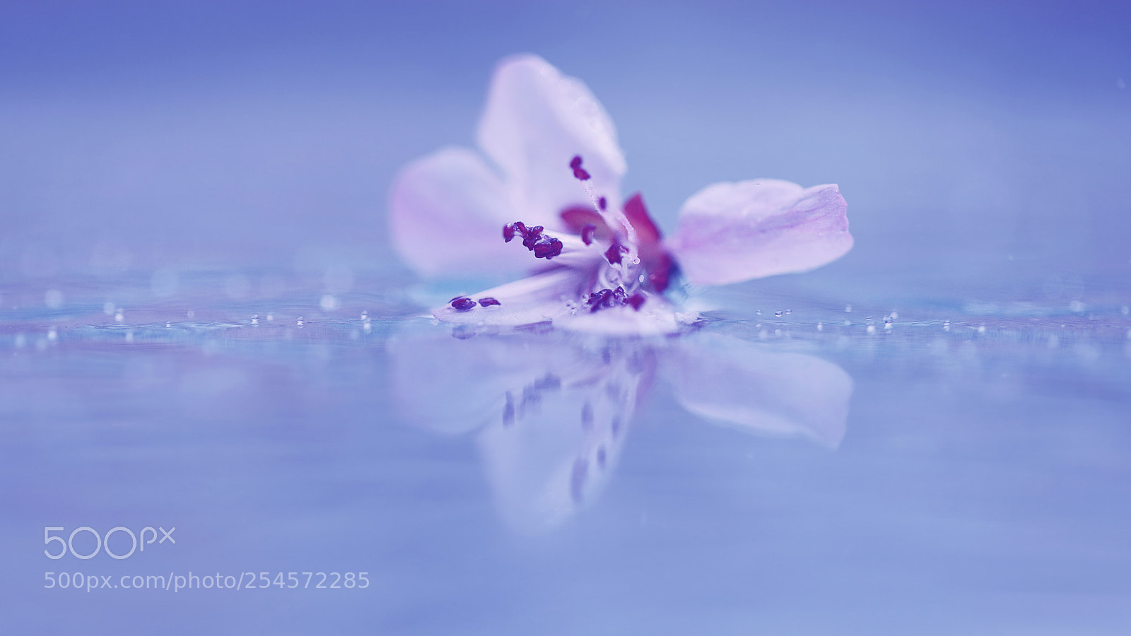 Canon EOS 5D Mark IV sample photo. Falling flower photography