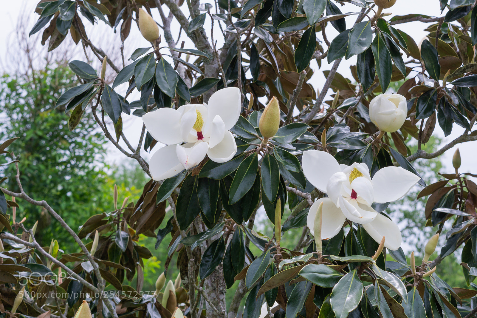 Sony a6000 sample photo. Magnolia blooms photography