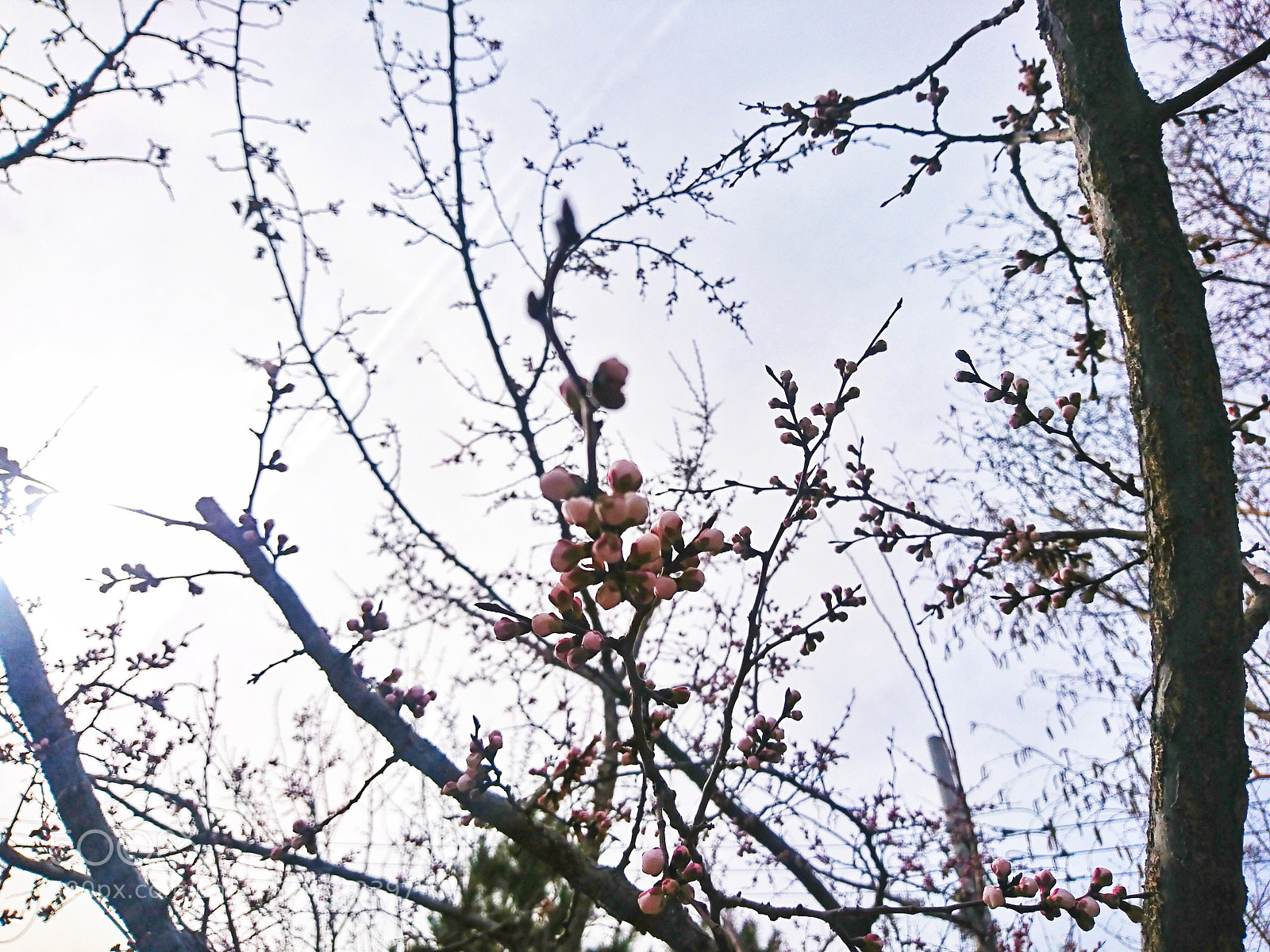 Sony Xperia XZ sample photo. Spring photography