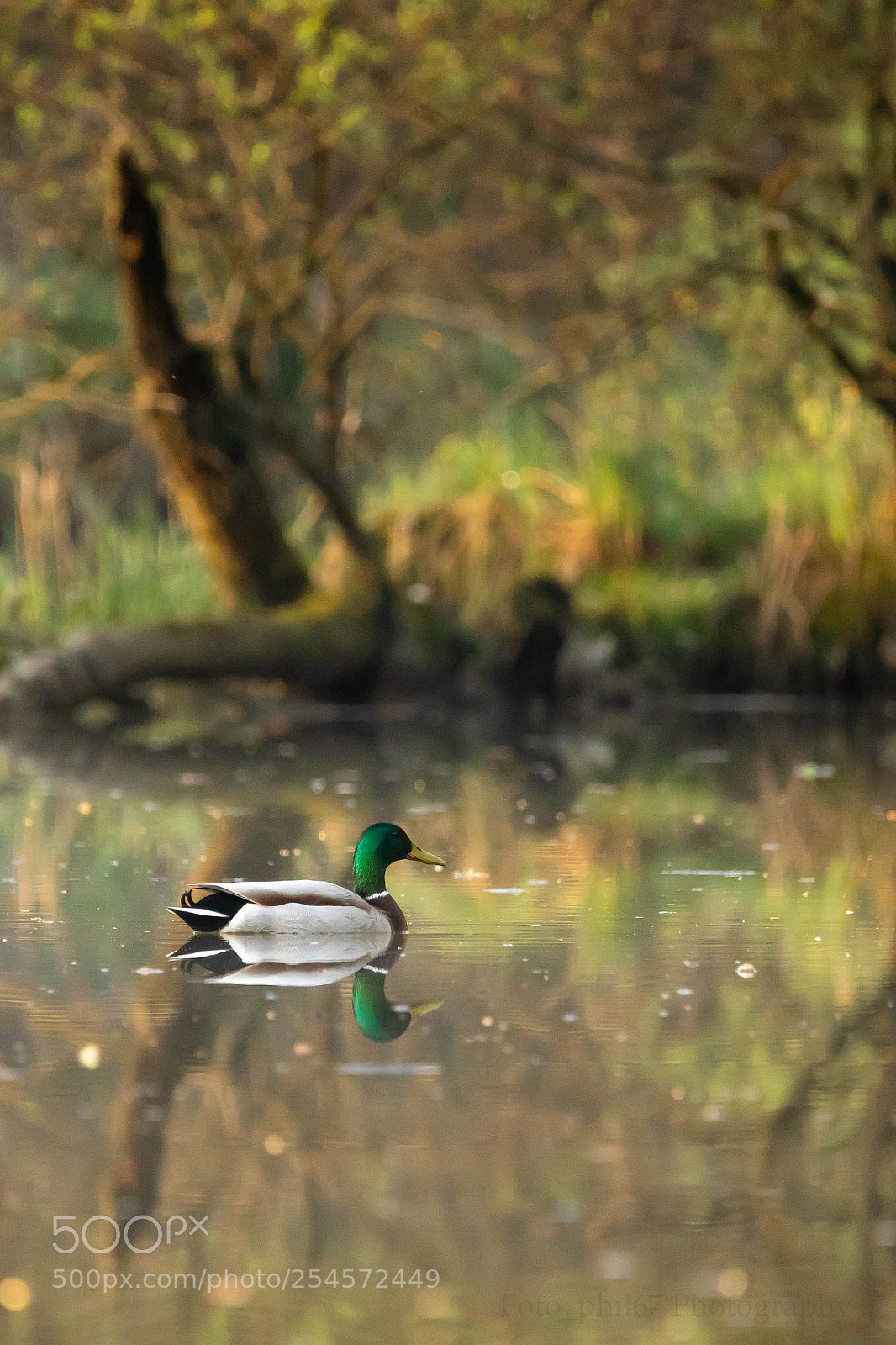 Canon EOS 7D Mark II sample photo. Col vert sur les photography