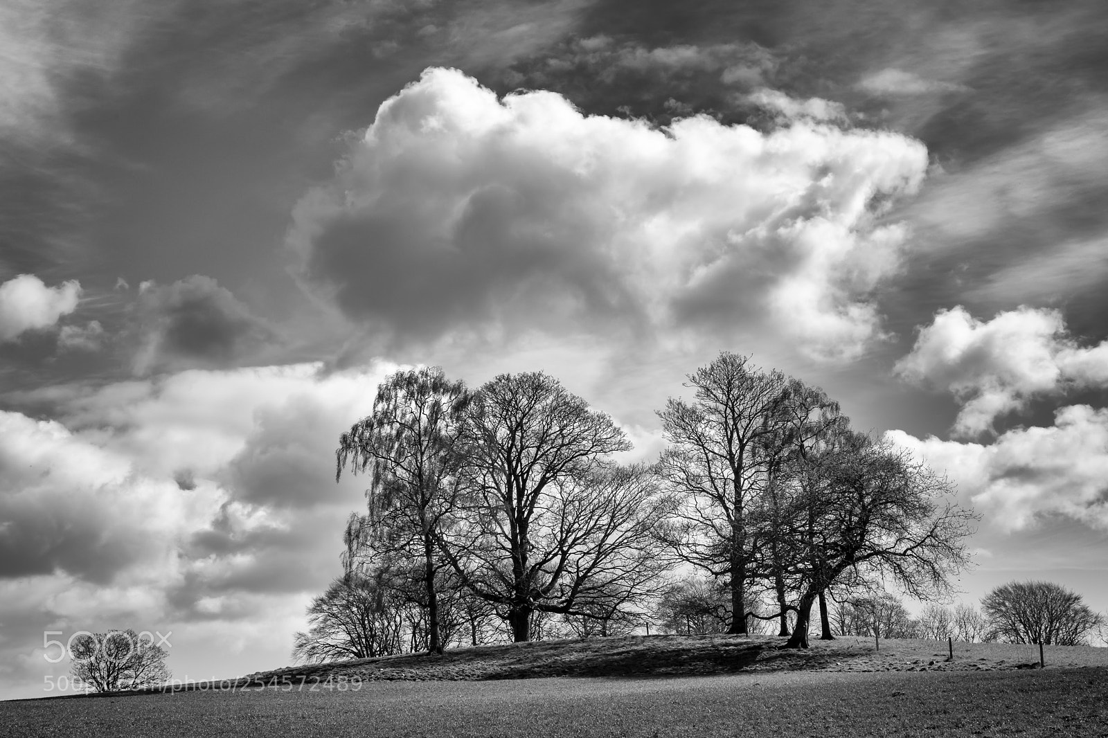 Canon EOS 5D Mark IV sample photo. Biggar trees photography