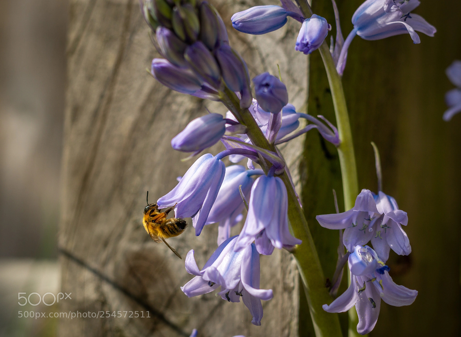 Sony a6000 sample photo. Bee on bluebell (of ) photography