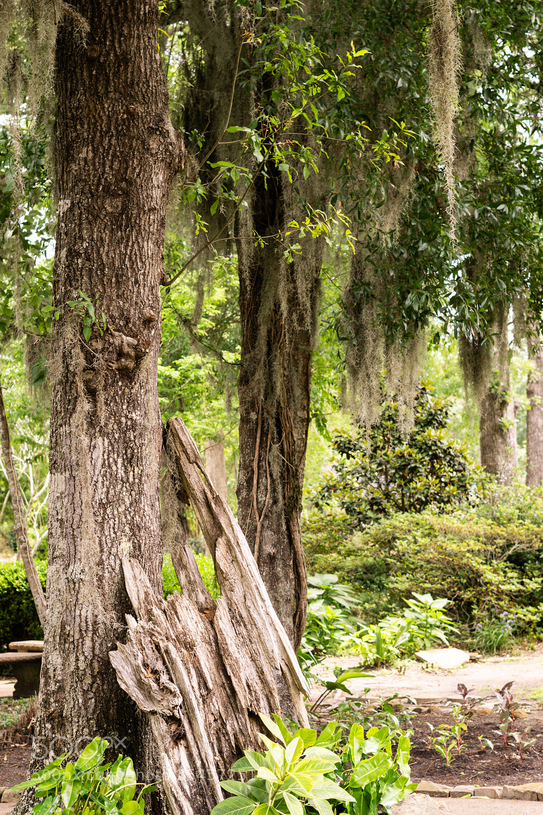 Sony a6000 sample photo. Inside a botanical garden photography