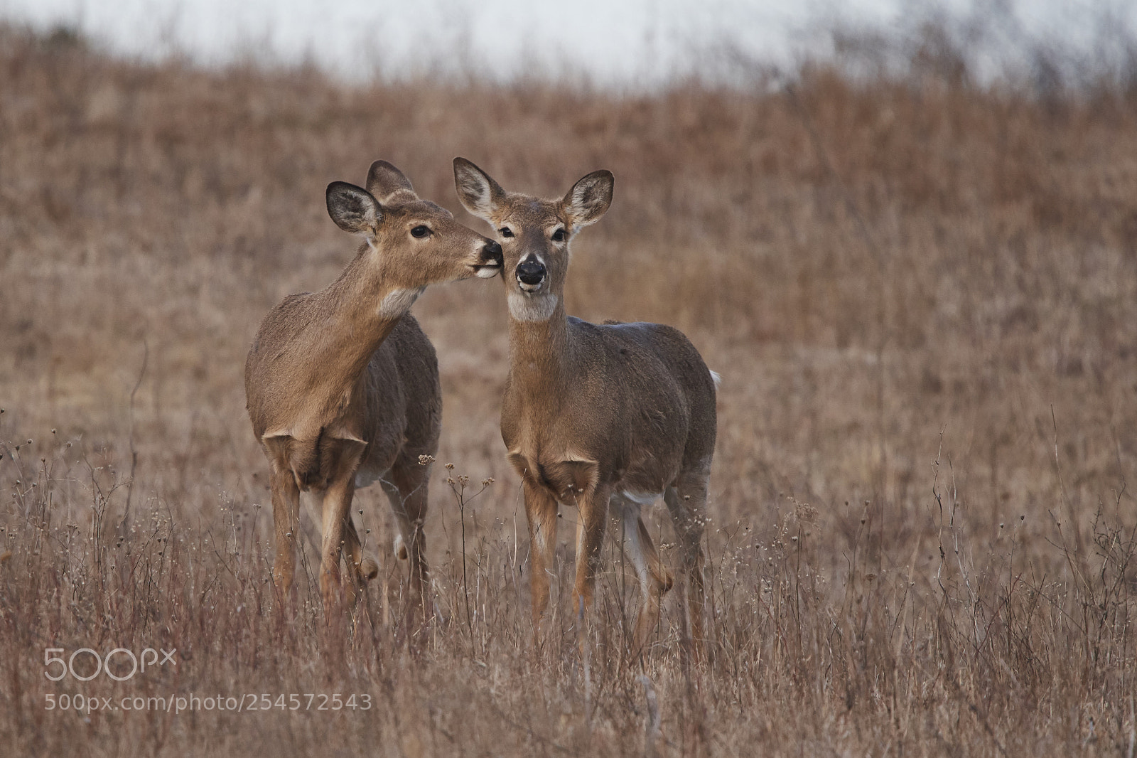 Nikon D500 sample photo. White-tailed deers photography