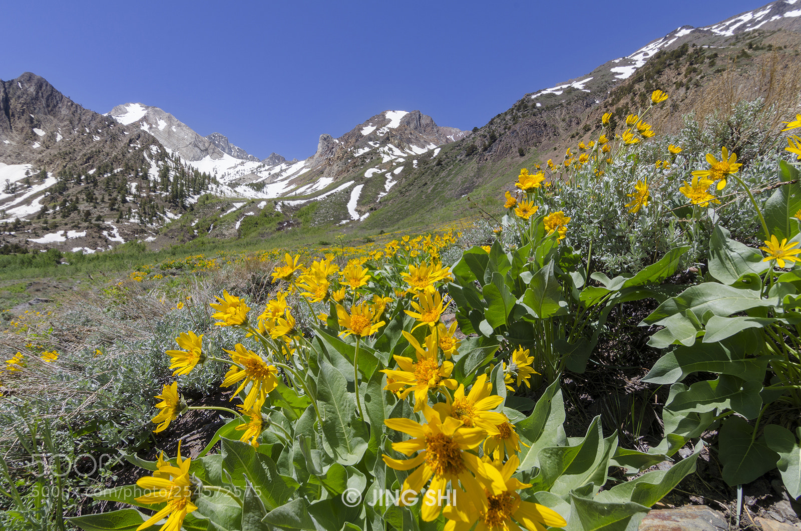 Nikon D7000 sample photo. Brightly blaze photography