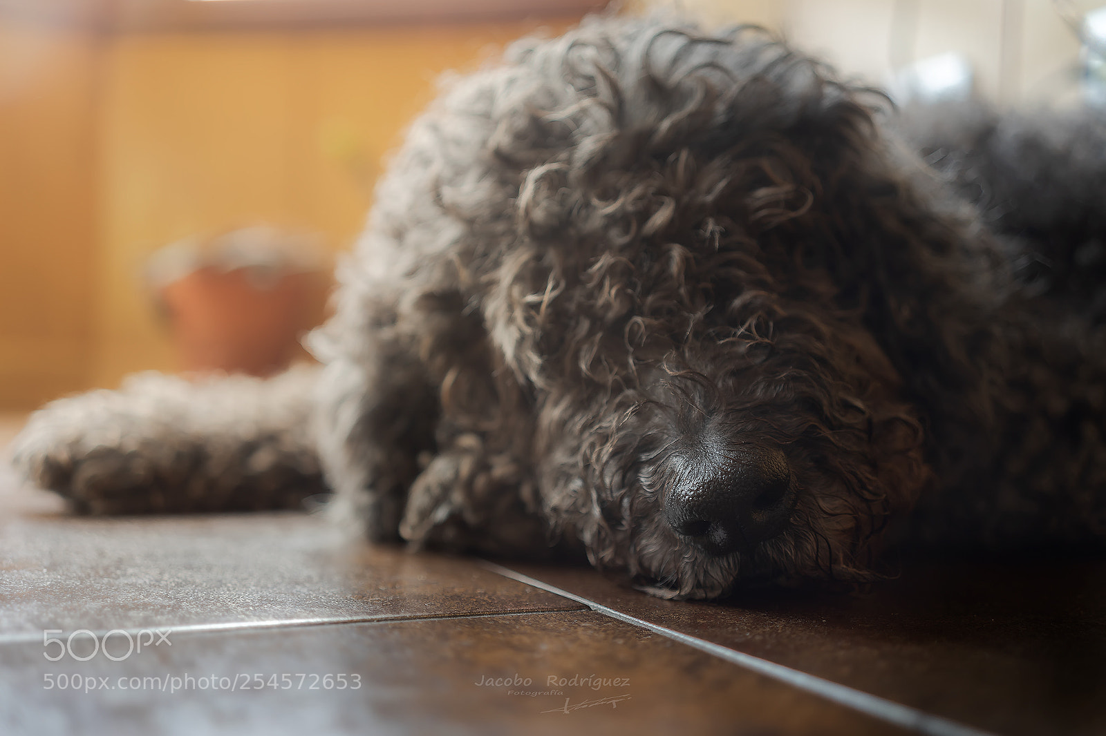 Sony a7 II sample photo. Deva photography
