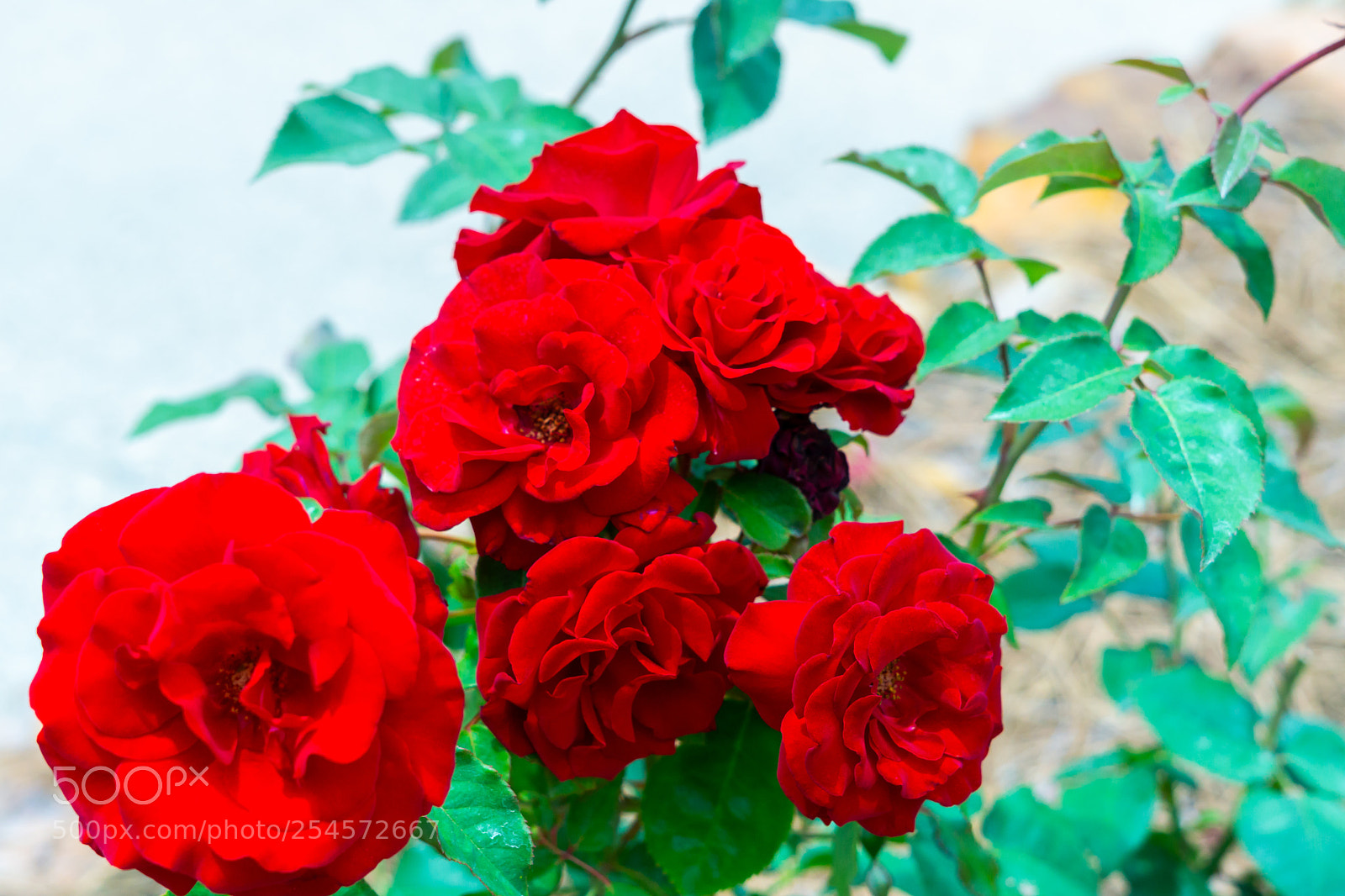 Sony a6000 sample photo. Roses photography