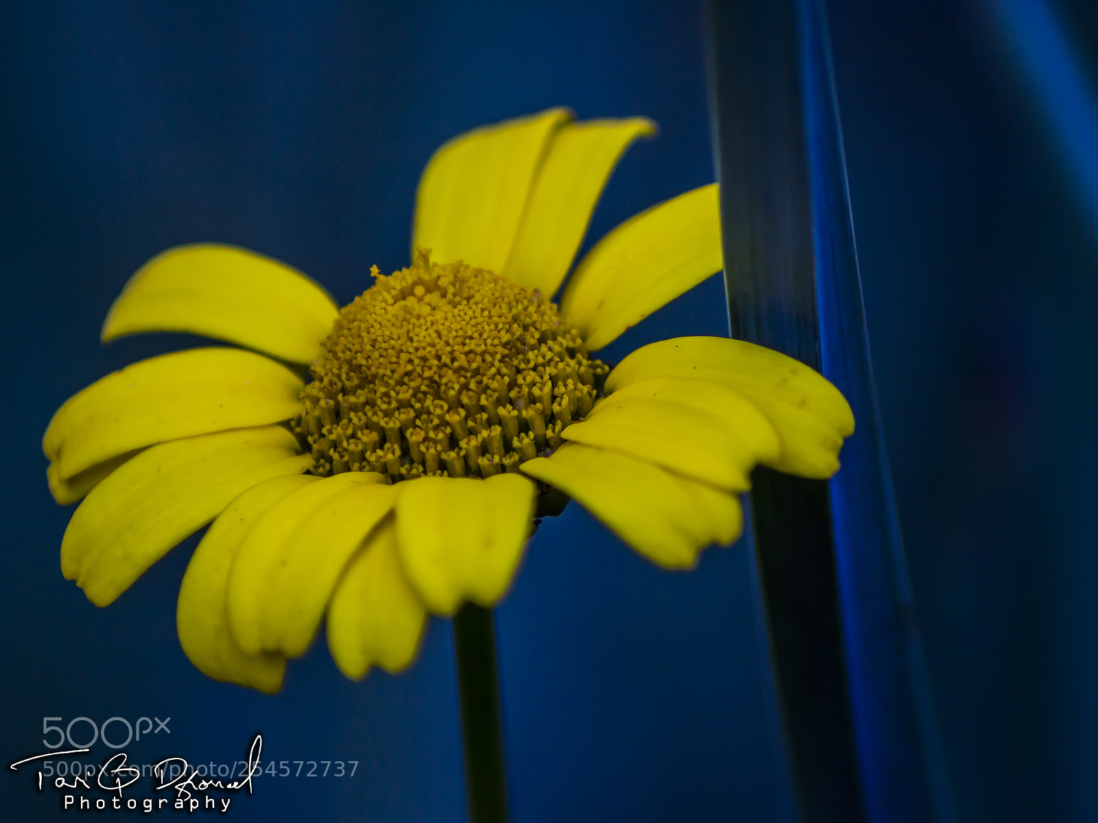 Canon EOS 700D (EOS Rebel T5i / EOS Kiss X7i) sample photo. Like windows xp photography