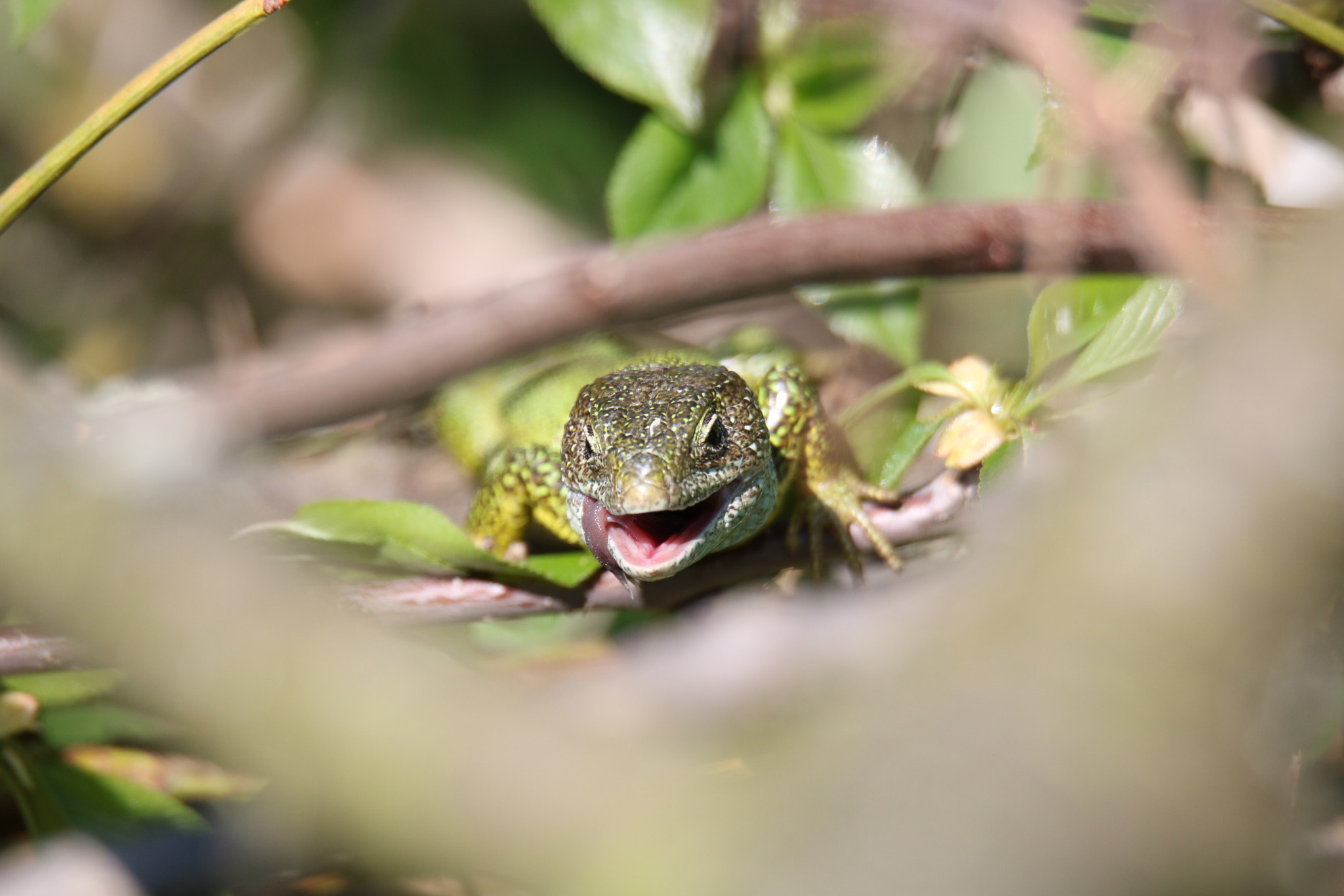 Sigma 150-600mm F5-6.3 DG OS HSM | S sample photo. Img photography