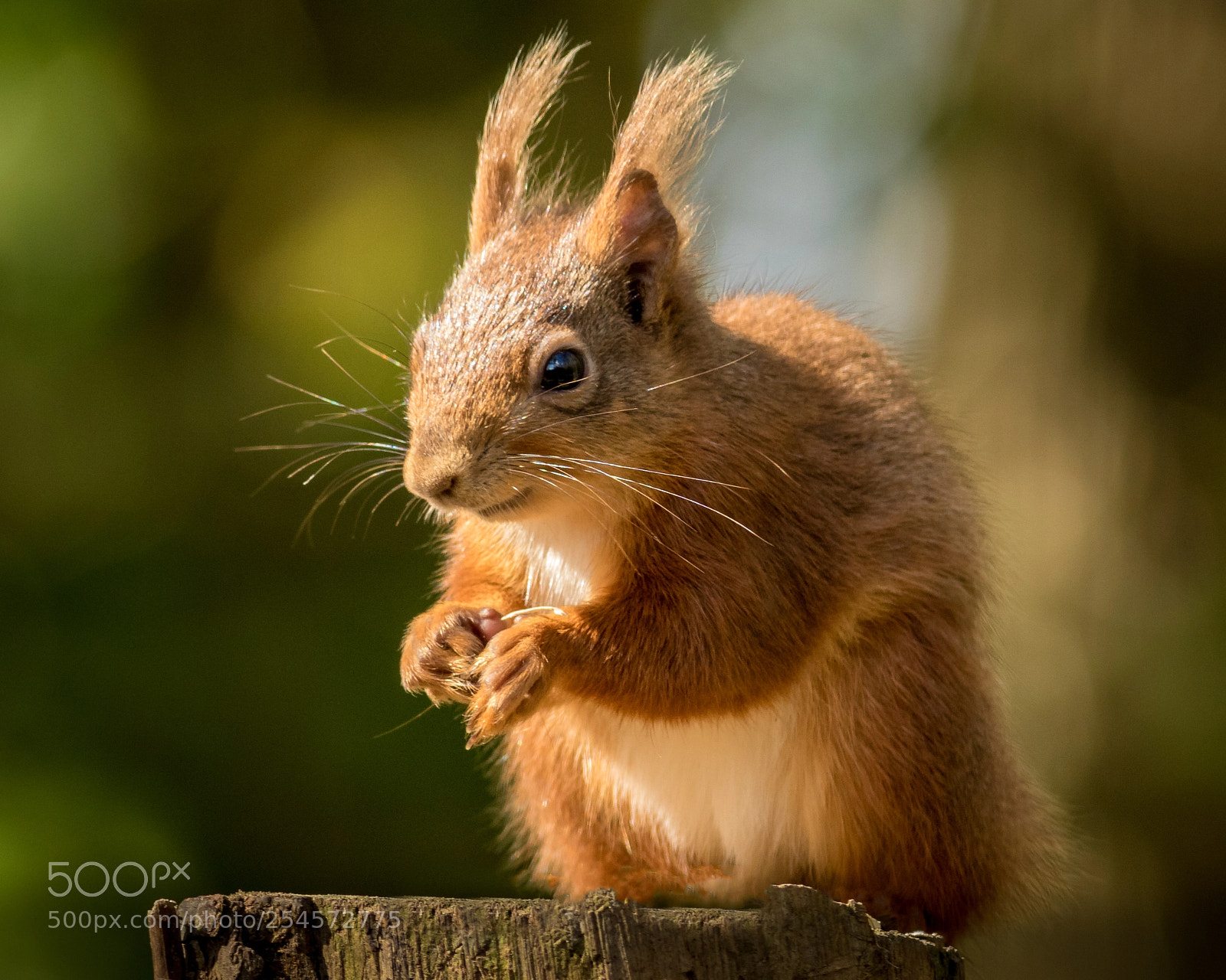 Canon EOS 7D Mark II sample photo. Red squirrel photography