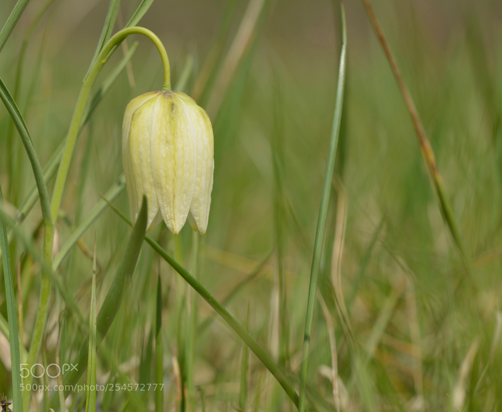 Nikon D800 sample photo. Fritillaire photography