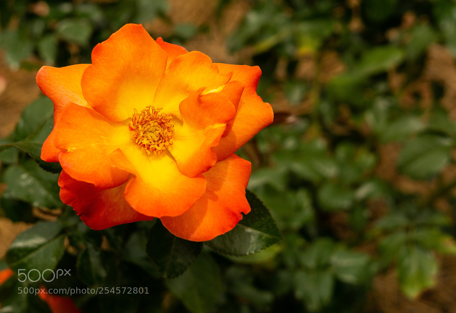 Sony a6000 sample photo. Orange rose photography
