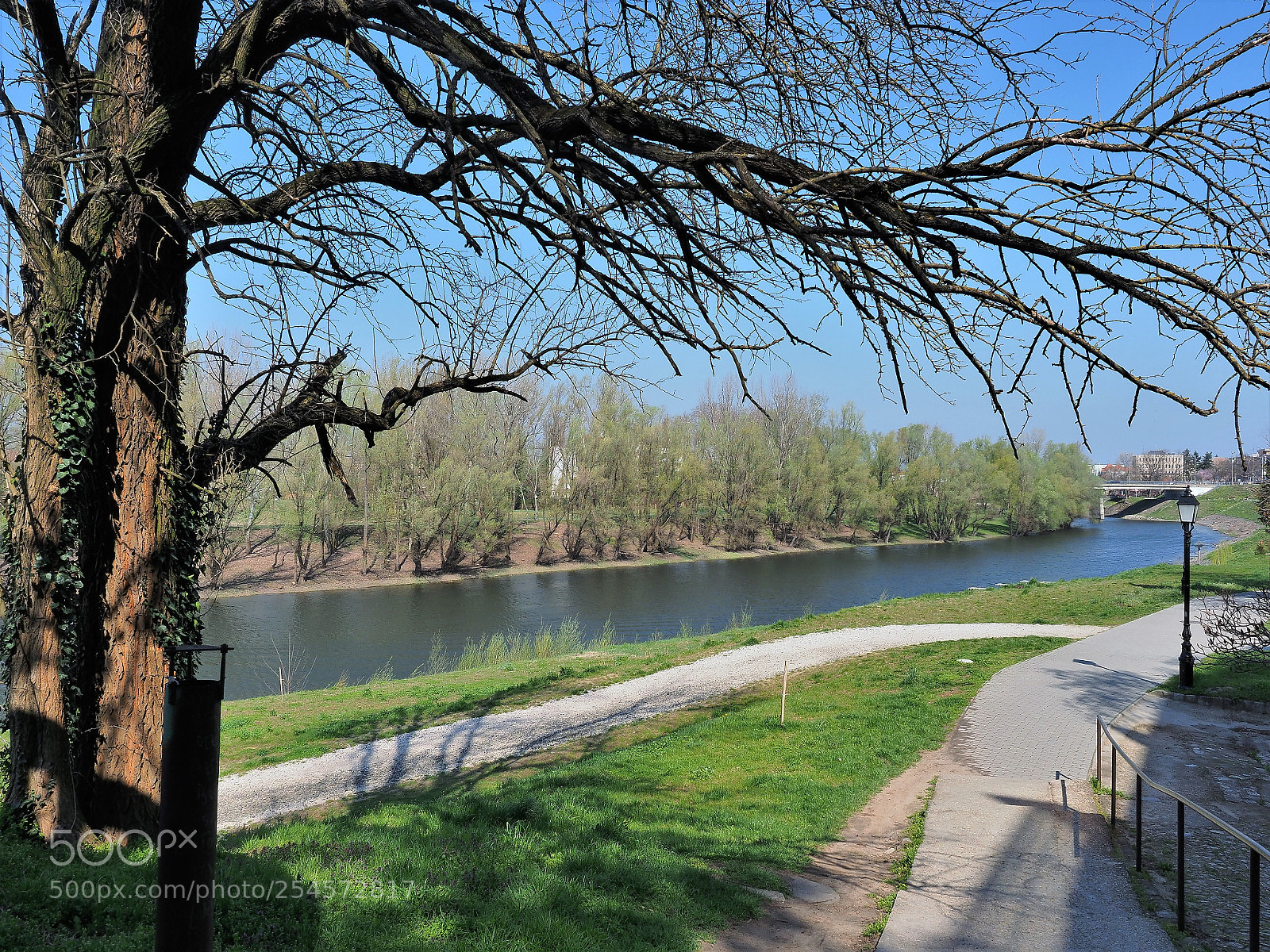 Olympus OM-D E-M1 Mark II sample photo. Tree on the promenade photography