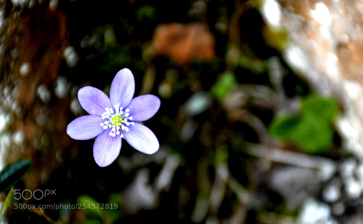 Nikon D7500 sample photo. Flor natural photography