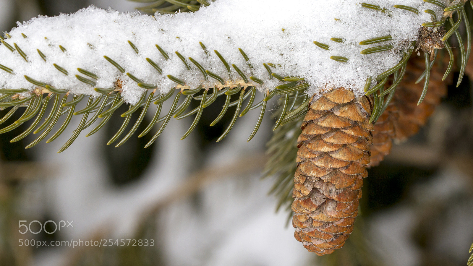 Canon EOS 7D sample photo. Snowy pine cone photography