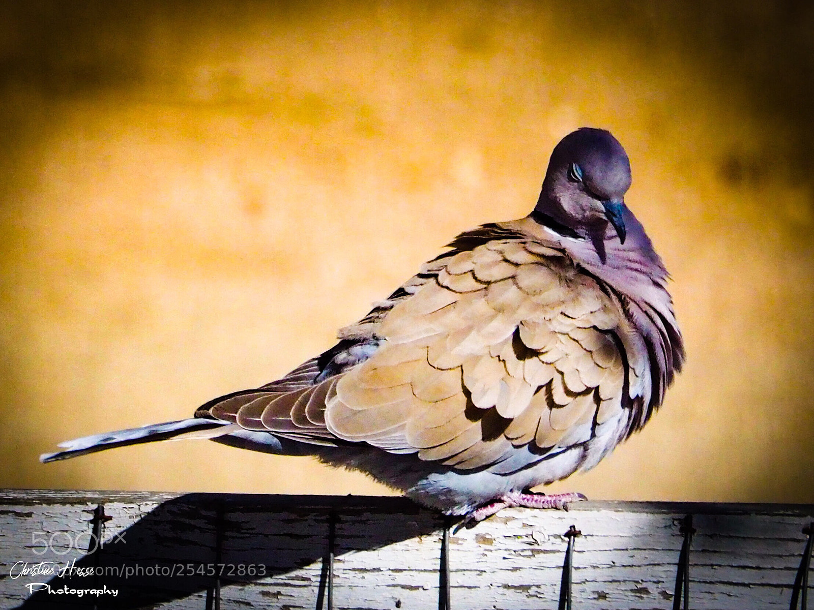 Olympus PEN-F sample photo. Pretty ring-necked dove photography