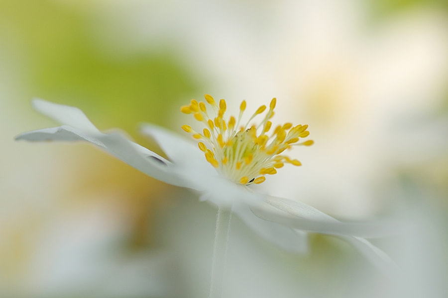 Tamron SP AF 90mm F2.8 Di Macro sample photo. Im anemonen-meer photography