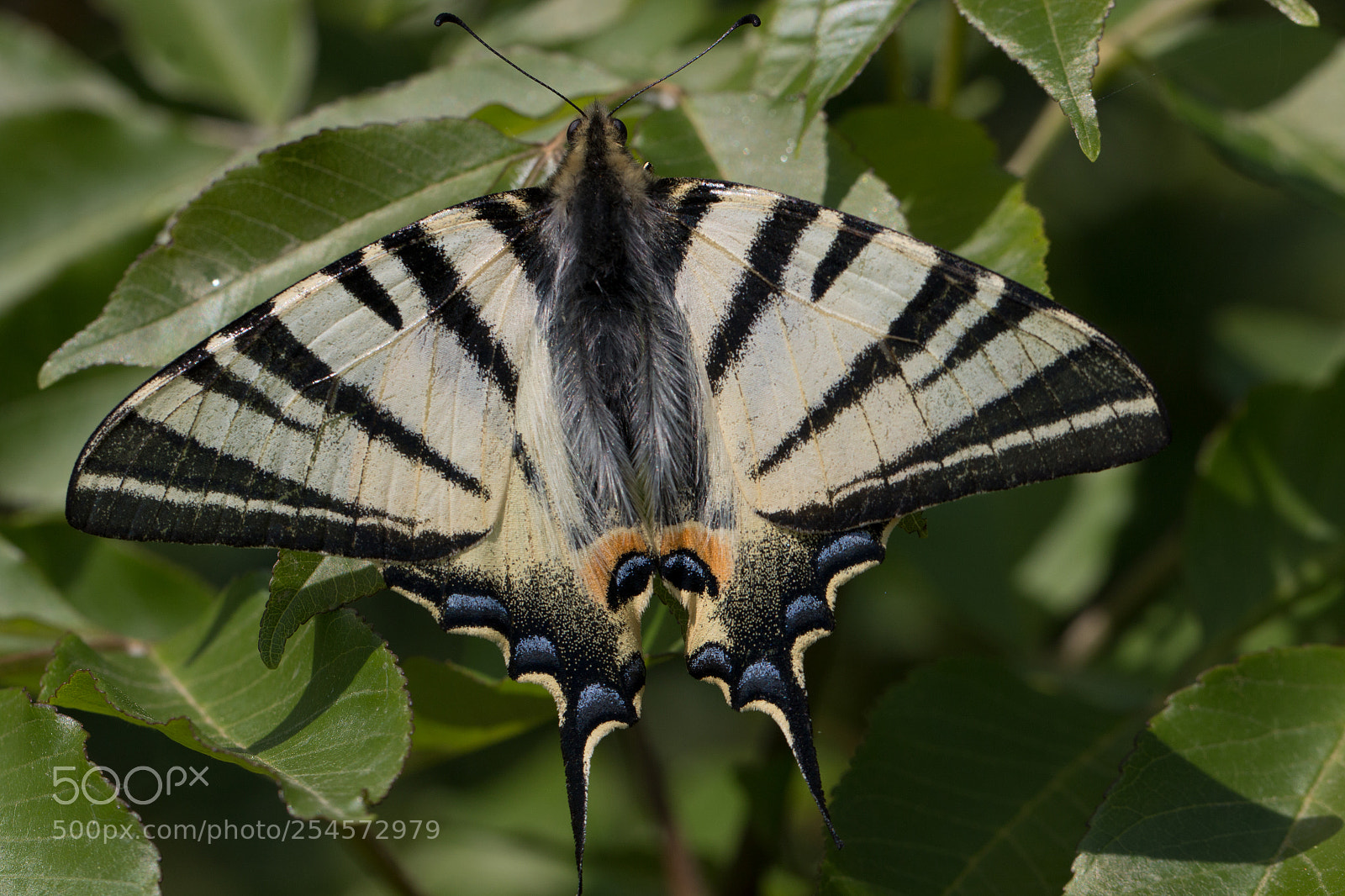 Canon EOS 70D sample photo. Iphiclides podalirius photography