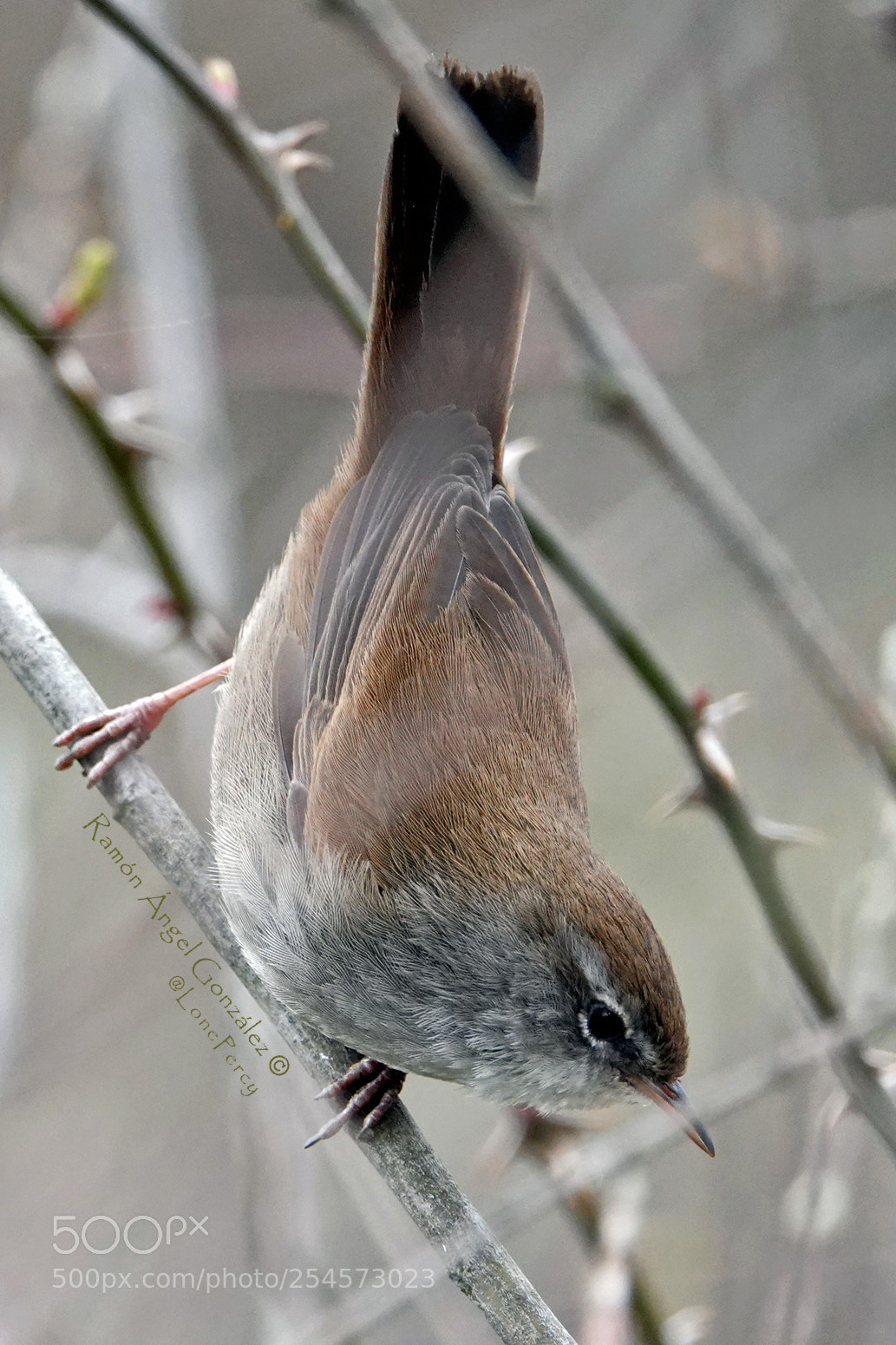 Sony Cyber-shot DSC-RX10 IV sample photo. Cetti's warbler cettia cetti photography