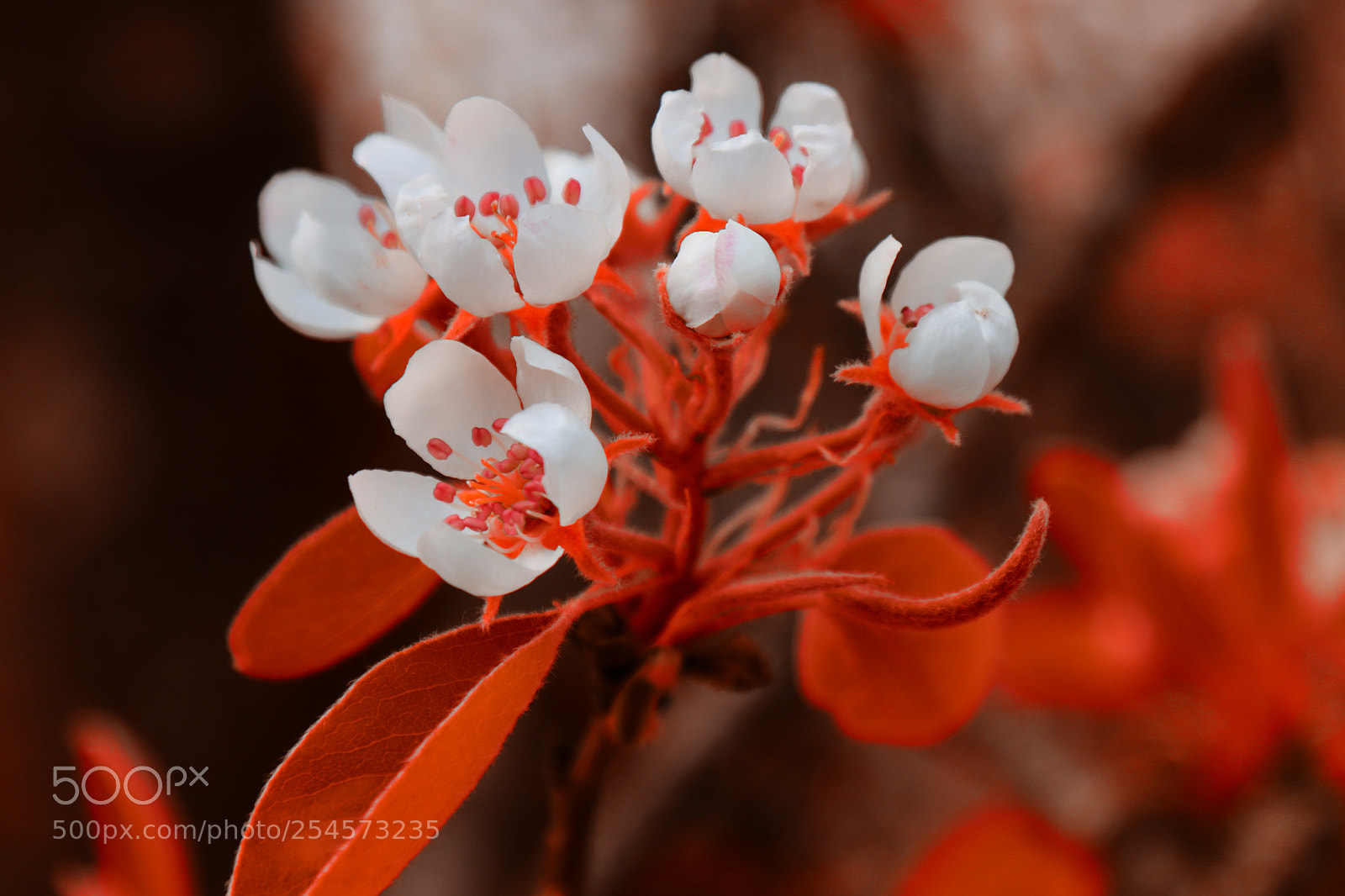 Canon EOS 7D Mark II sample photo. Redspring photography
