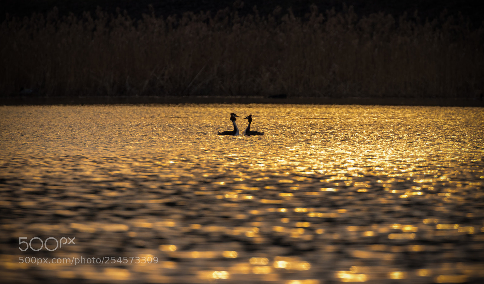 Canon EOS 80D sample photo. Great crested grebe photography