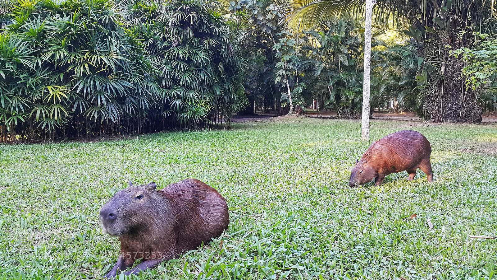 Samsung Galaxy Note4 sample photo. Capivaras no jardim bot photography