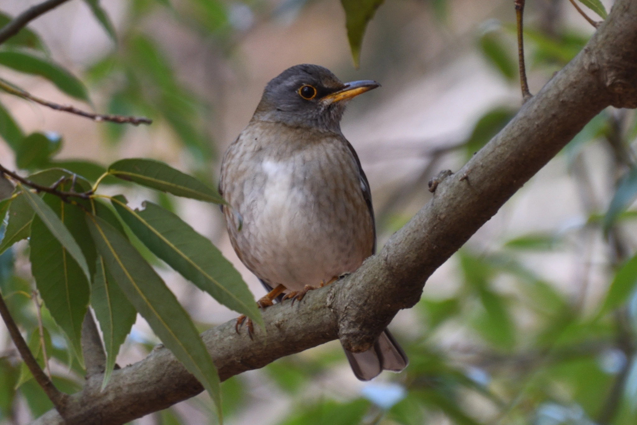 Nikon D7200 sample photo. シロハラ photography