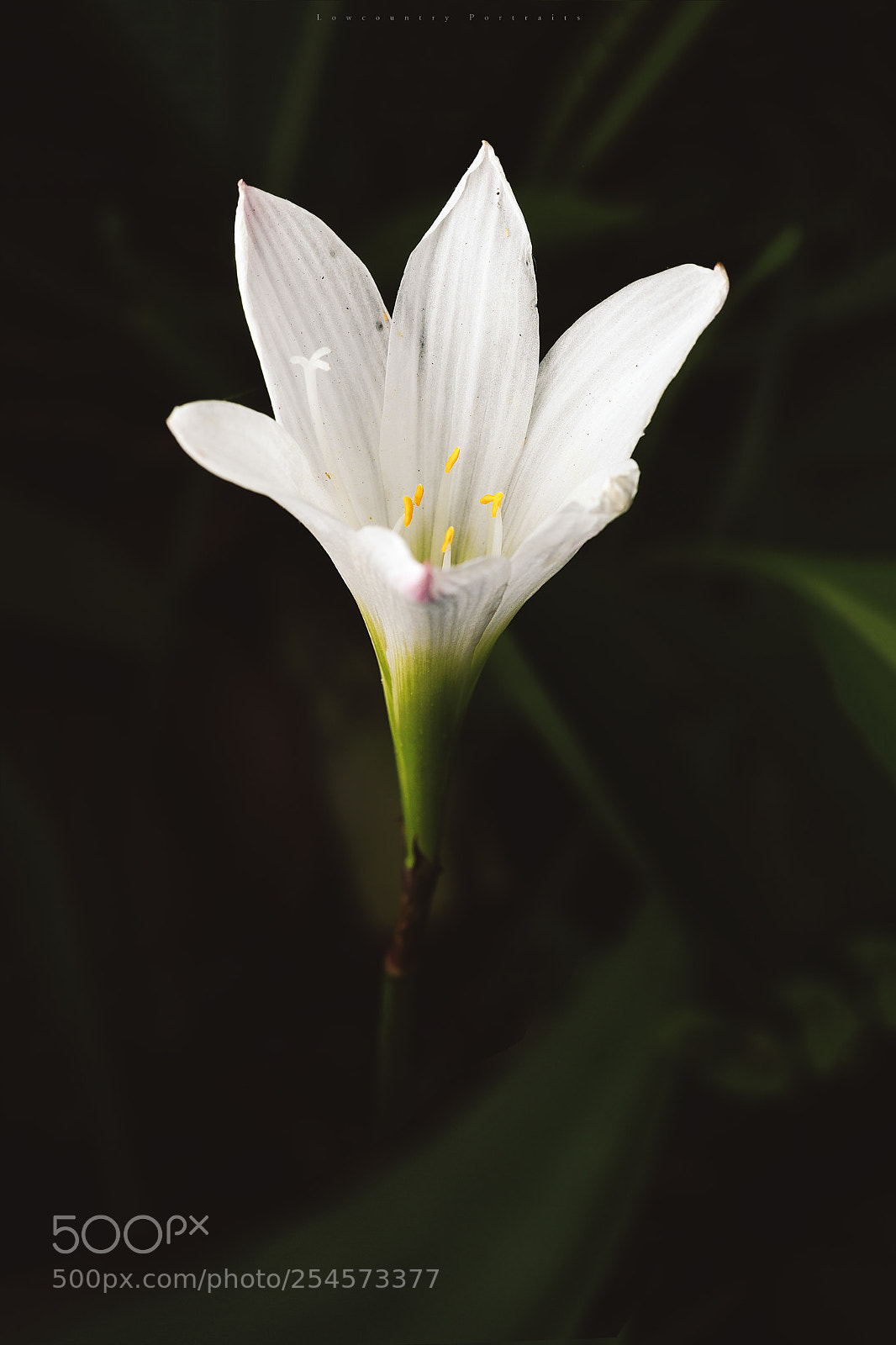 Canon EOS 5D Mark IV sample photo. Alone photography