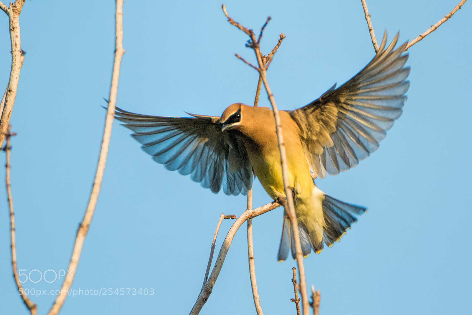 Canon EOS 7D Mark II sample photo. Cedar waxwing landing photography