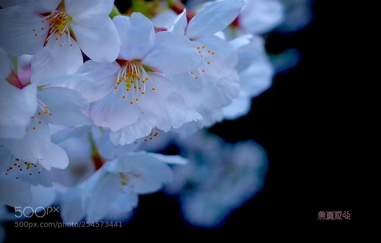 Ricoh GR II sample photo. Sakura photography
