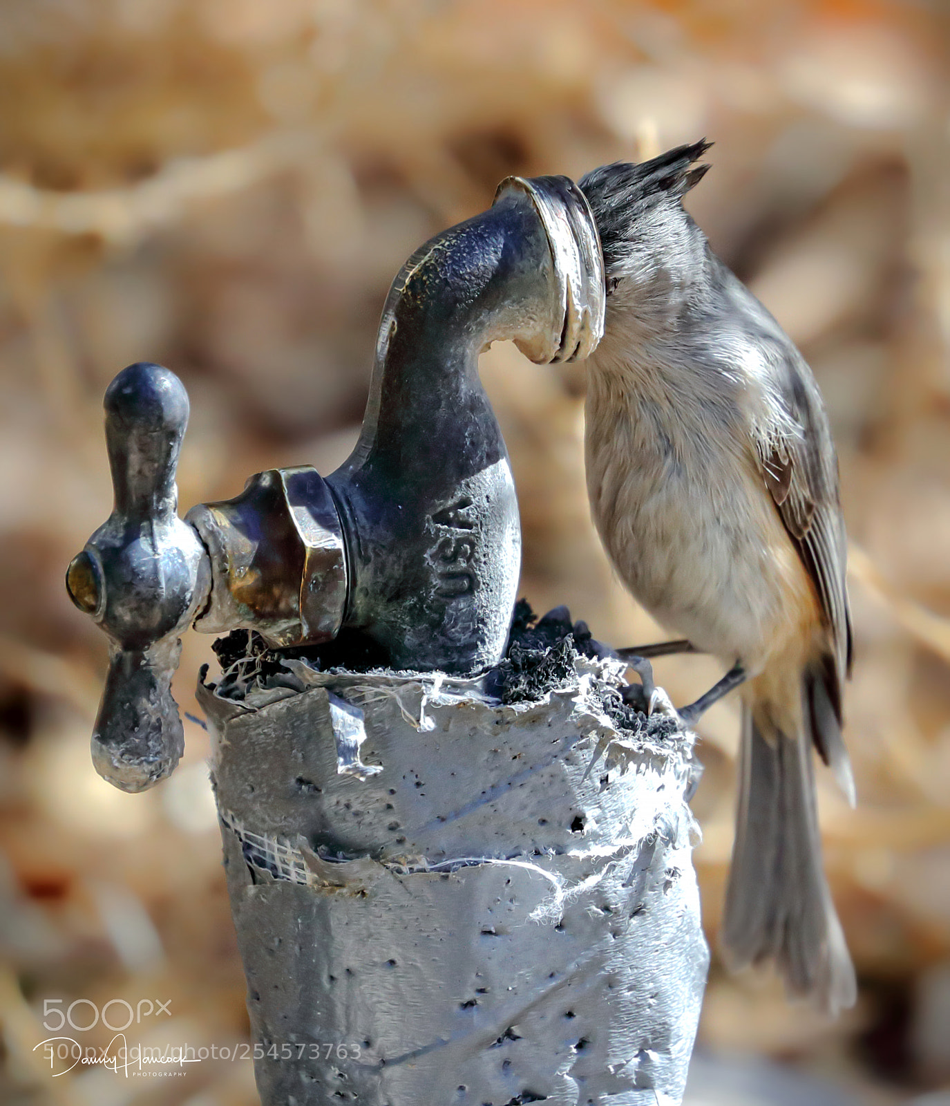 Canon EOS-1D X Mark II sample photo. "the need for water" photography