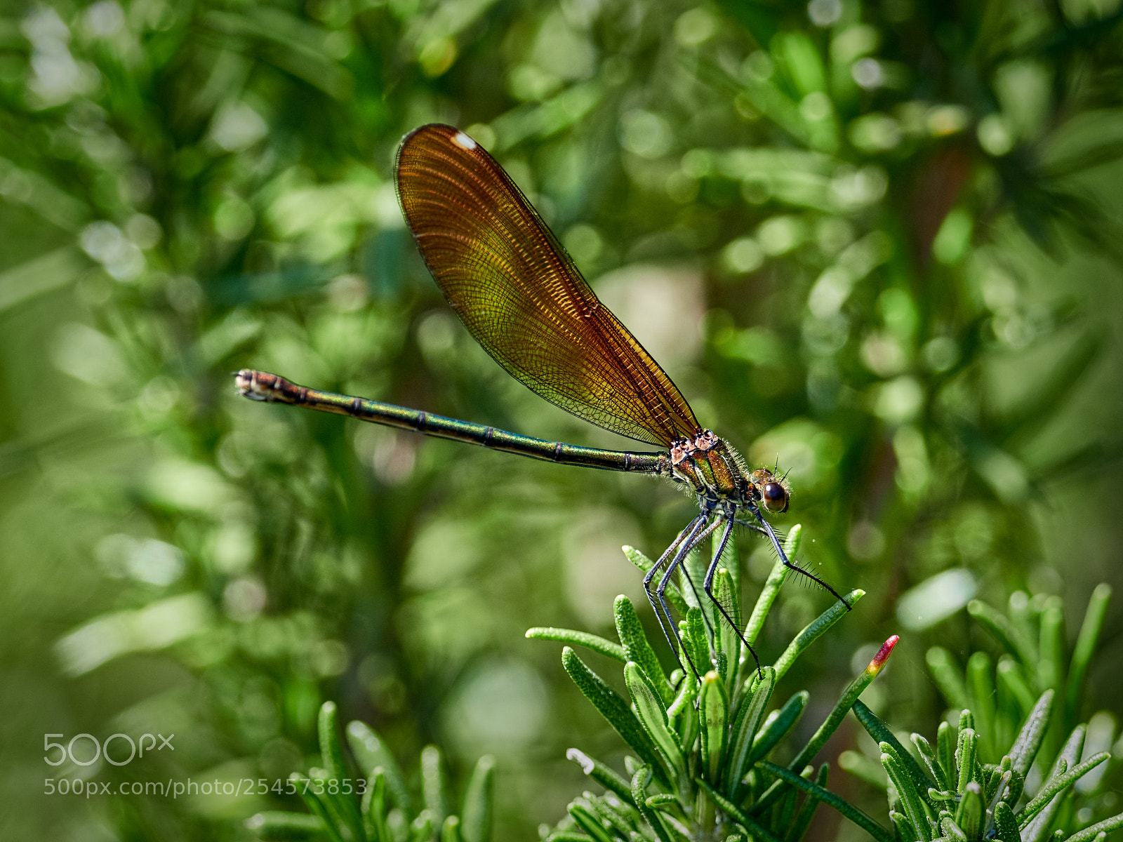 Olympus OM-D E-M1 Mark II sample photo. Dragonfly photography