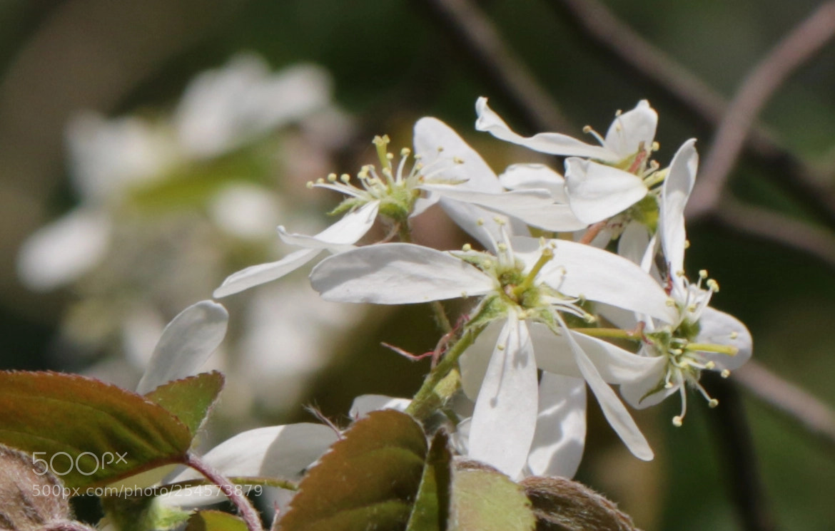 Canon EOS 7D Mark II sample photo. White blossom photography