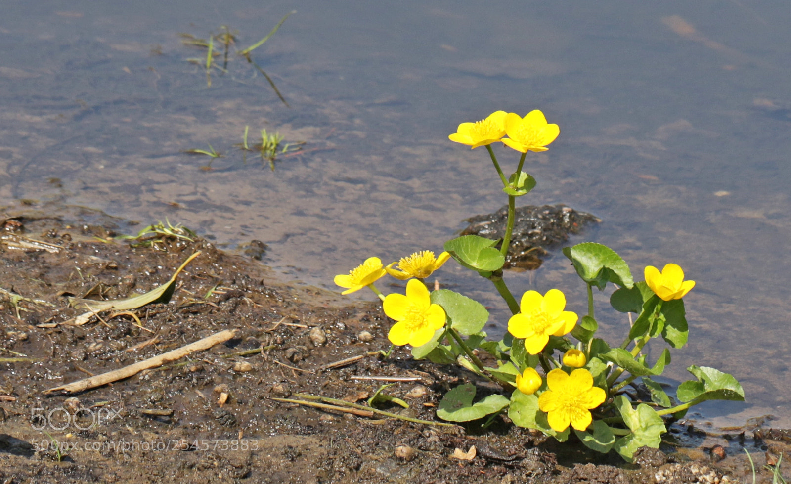 Canon EOS 7D Mark II sample photo. Yellow flowers photography