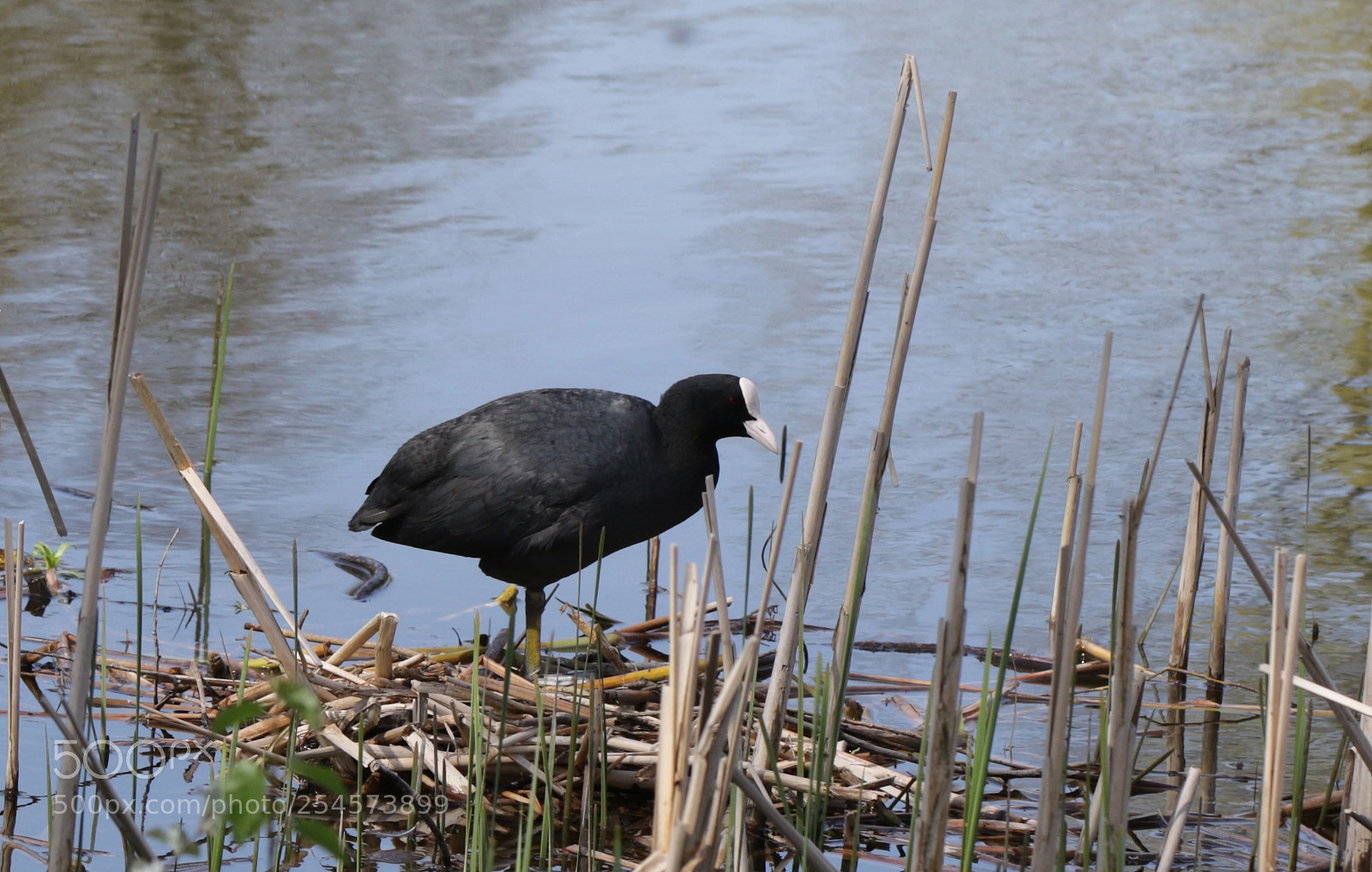 Canon EOS 7D Mark II sample photo. Coot photography