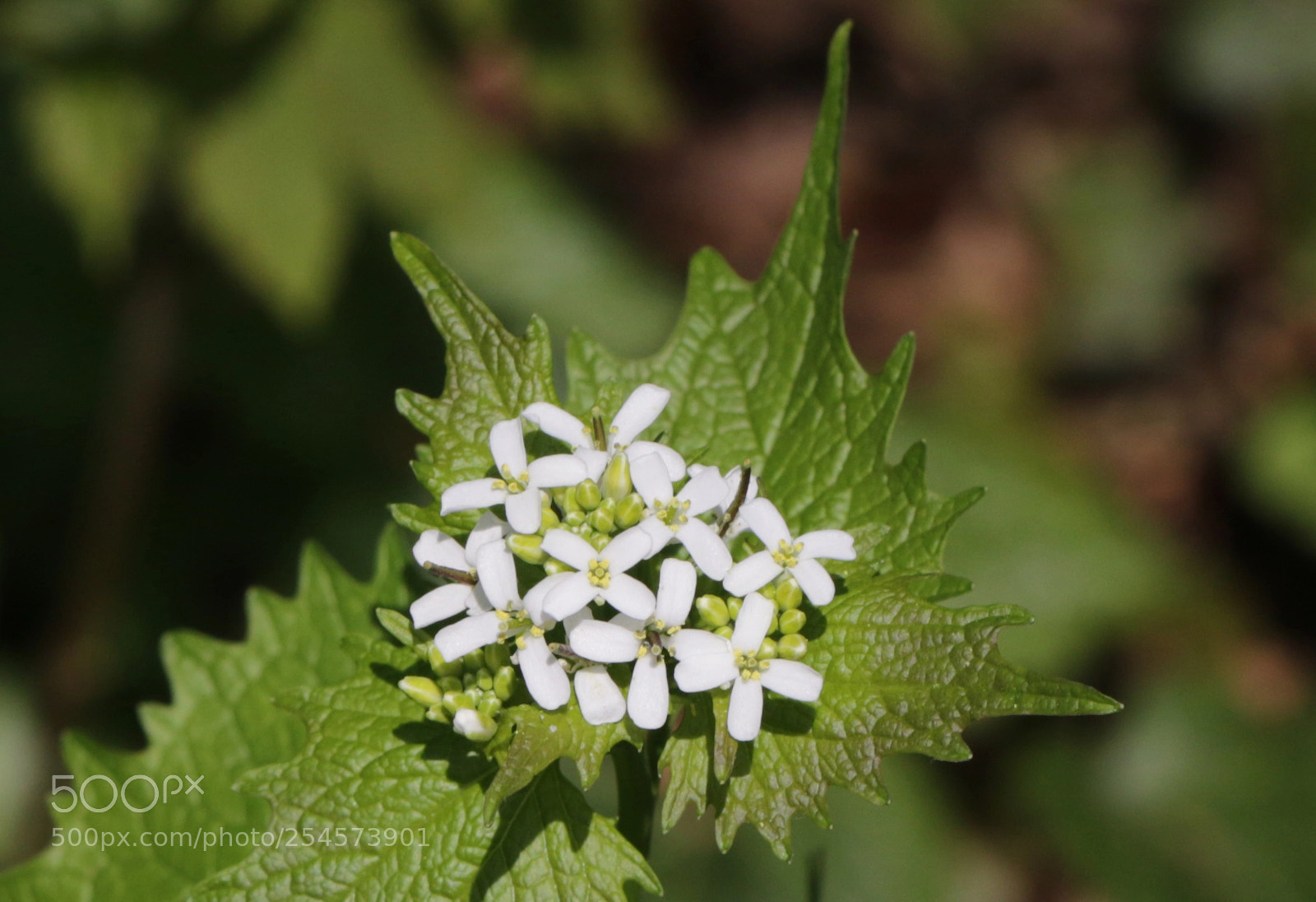 Canon EOS 7D Mark II sample photo. Witte flower photography