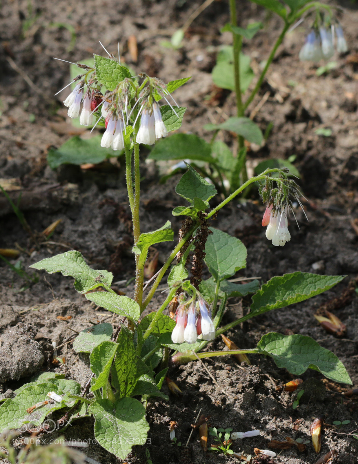 Canon EOS 7D Mark II sample photo. Witte flower photography