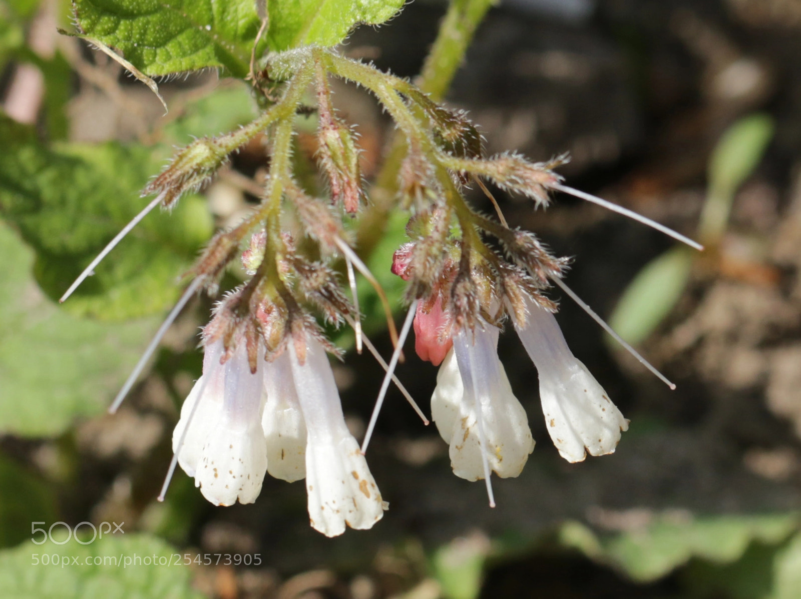Canon EOS 7D Mark II sample photo. Witte flower photography