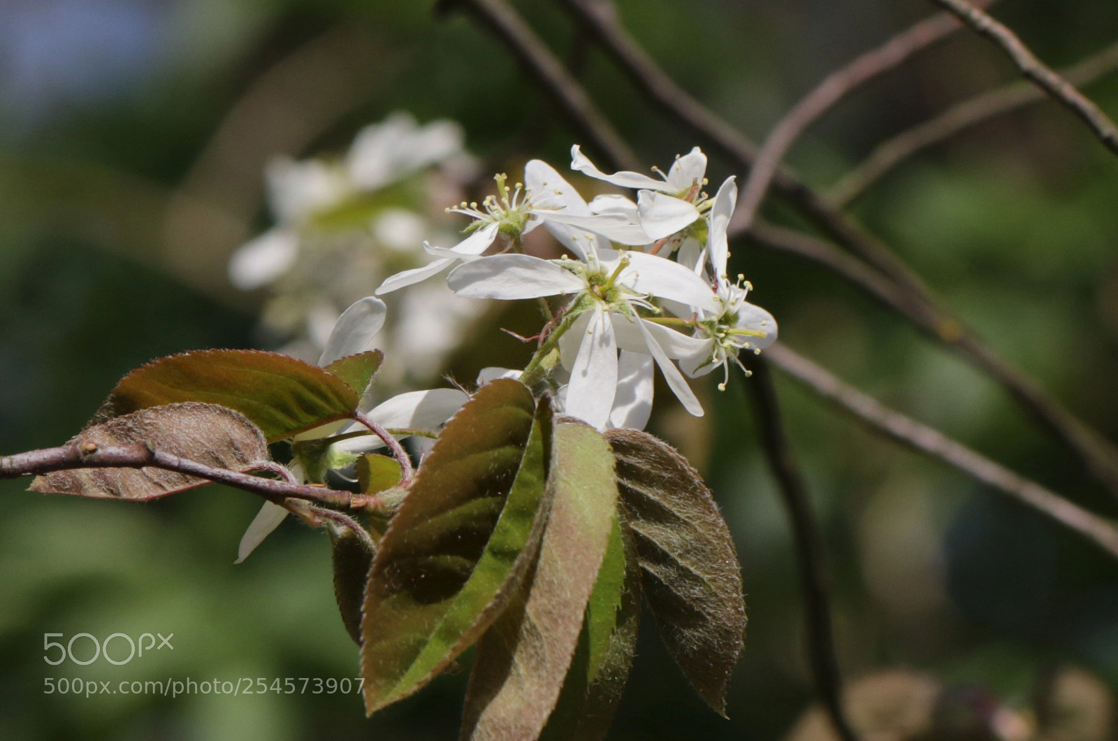 Canon EOS 7D Mark II sample photo. Witte blossom photography