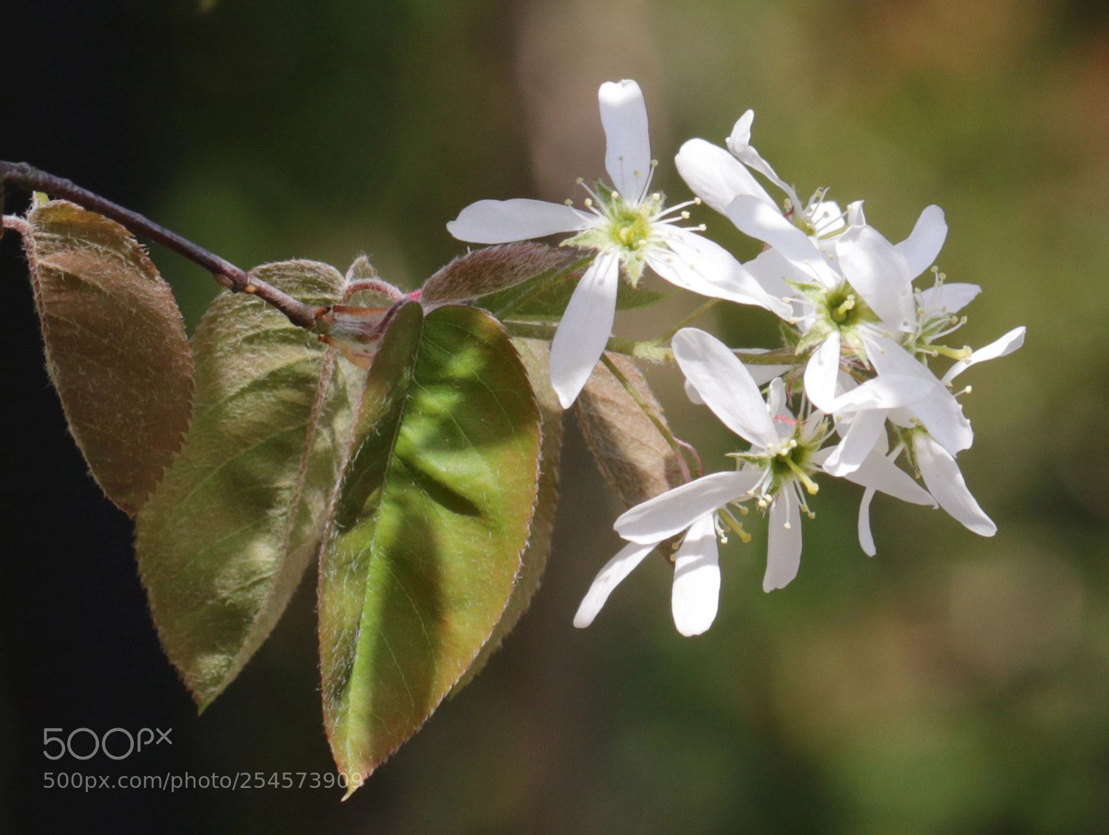 Canon EOS 7D Mark II sample photo. Witte blossom photography