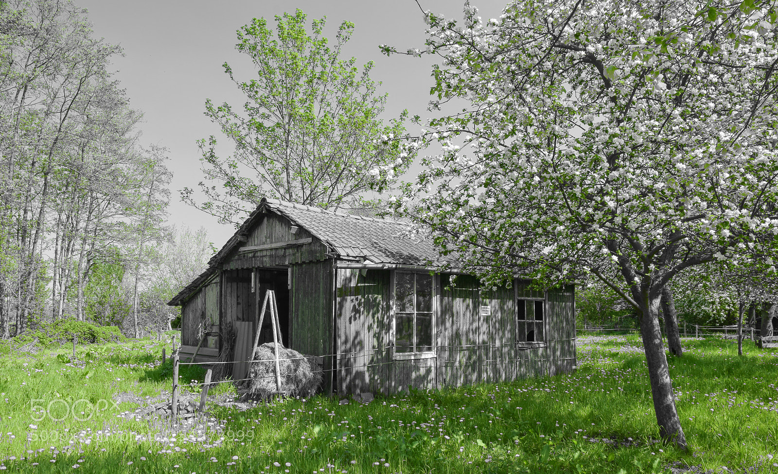 Nikon D5300 sample photo. Black and white photography