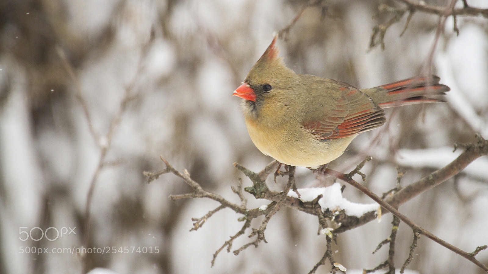 Canon EOS 7D sample photo. Northern cardinal female photography